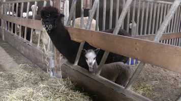 Free download 03_Alpaca-Farm.m2ts video and edit with RedcoolMedia movie maker MovieStudio video editor online and AudioStudio audio editor onlin