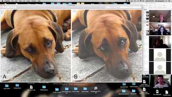 Free download 06_Lecture_Evolution_In_Dogs video and edit with RedcoolMedia movie maker MovieStudio video editor online and AudioStudio audio editor onlin