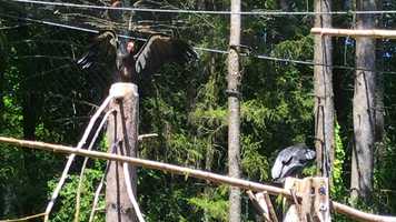 Free download 10a1 California Condors PDX (no sound) video and edit with RedcoolMedia movie maker MovieStudio video editor online and AudioStudio audio editor onlin