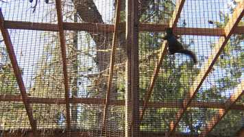 Free download 10a5 SQUIRREL (no sound) video and edit with RedcoolMedia movie maker MovieStudio video editor online and AudioStudio audio editor onlin