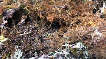 Free download 10c1 Halloween Moon Crab video and edit with RedcoolMedia movie maker MovieStudio video editor online and AudioStudio audio editor onlin