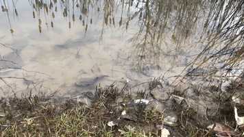 Free download 10c4 Aquatic Bioindicators video and edit with RedcoolMedia movie maker MovieStudio video editor online and AudioStudio audio editor onlin