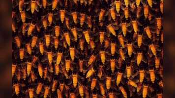 Free download 1:59 | TODAY 06 01 | ROOTCAT DAILY DANK VIDEO MEME 2021 video and edit with RedcoolMedia movie maker MovieStudio video editor online and AudioStudio audio editor onlin