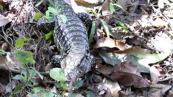 Free download 15 Trailer Sdamerika Internet video and edit with RedcoolMedia movie maker MovieStudio video editor online and AudioStudio audio editor onlin