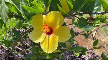 Free download 1920 Kindergarten Distance Learning May Day video and edit with RedcoolMedia movie maker MovieStudio video editor online and AudioStudio audio editor onlin