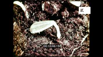 Free download 1970s Seeds Germinating, Timelapse, Educational Film, 16mm video and edit with RedcoolMedia movie maker MovieStudio video editor online and AudioStudio audio editor onlin