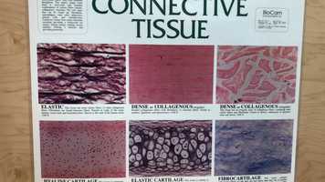 Free download 1b1 Connective Tissues video and edit with RedcoolMedia movie maker MovieStudio video editor online and AudioStudio audio editor onlin