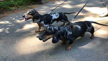Free download 1b5 Dachsunds (no sound) video and edit with RedcoolMedia movie maker MovieStudio video editor online and AudioStudio audio editor onlin