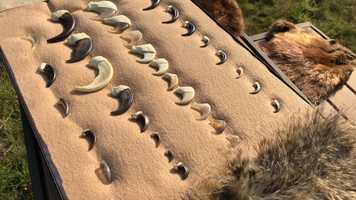 Free download 1b6 Animal Integument video and edit with RedcoolMedia movie maker MovieStudio video editor online and AudioStudio audio editor onlin