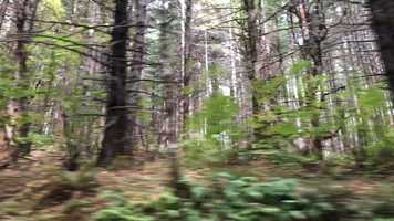 Free download 1c2 Drive Through Forest (no sound) video and edit with RedcoolMedia MovieStudio video editor online and AudioStudio audio editor onlin