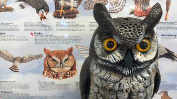 Free download 1c3 Owls Intro video and edit with RedcoolMedia movie maker MovieStudio video editor online and AudioStudio audio editor onlin