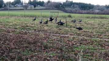 Free download 1c4 Turkeys (no voice) video and edit with RedcoolMedia MovieStudio video editor online and AudioStudio audio editor onlin