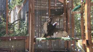 Free download 1c4 Turkey Vulture video and edit with RedcoolMedia movie maker MovieStudio video editor online and AudioStudio audio editor onlin