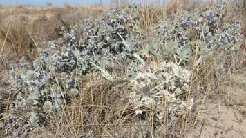 Free download 2016. Cortometraje documental El Perellonet. La duna fsil (Taller de Cine para Nios y Adolescentes Valencia) video and edit with RedcoolMedia movie maker MovieStudio video editor online and AudioStudio audio editor onlin