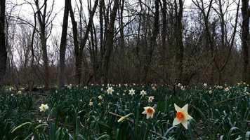 Free download 20200311 ~ Spring flowering woods video and edit with RedcoolMedia movie maker MovieStudio video editor online and AudioStudio audio editor onlin