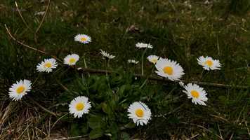 Free download 20200404 ~ Daisy video and edit with RedcoolMedia movie maker MovieStudio video editor online and AudioStudio audio editor onlin