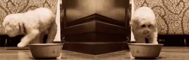 Free download 2020_08_Movement_2_Miller_Margaux video and edit with RedcoolMedia movie maker MovieStudio video editor online and AudioStudio audio editor onlin