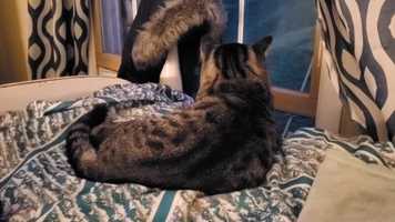 Free download 2020_08_Movement_2_Ramfos_Emilee video and edit with RedcoolMedia movie maker MovieStudio video editor online and AudioStudio audio editor onlin