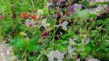 Free download 2020Blumen-Trailer video and edit with RedcoolMedia movie maker MovieStudio video editor online and AudioStudio audio editor onlin