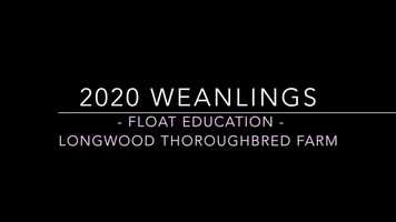 Free download 2020 Longwood Weanlings - Float Education video and edit with RedcoolMedia movie maker MovieStudio video editor online and AudioStudio audio editor onlin