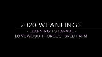 Free download 2020 Longwood Weanlings - Learning To Parade video and edit with RedcoolMedia movie maker MovieStudio video editor online and AudioStudio audio editor onlin