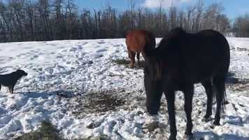 Free download 2020 Spring Contest Entry video and edit with RedcoolMedia movie maker MovieStudio video editor online and AudioStudio audio editor onlin