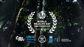 Free download 2020 World Wildlife Day Film Showcase: Biodiversity video and edit with RedcoolMedia movie maker MovieStudio video editor online and AudioStudio audio editor onlin
