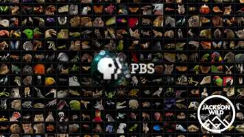 Free download 2020 WWD Finalist Trailer: Rare: Creatures of the Photo Ark: Episode 1 video and edit with RedcoolMedia movie maker MovieStudio video editor online and AudioStudio audio editor onlin