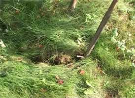 Free download 20 Sdan flytter du et tr video and edit with RedcoolMedia movie maker MovieStudio video editor online and AudioStudio audio editor onlin