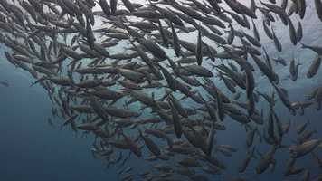 Free download 21.06.2020 video and edit with RedcoolMedia movie maker MovieStudio video editor online and AudioStudio audio editor onlin