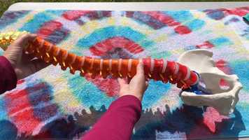 Free download 2a2 Spine video and edit with RedcoolMedia movie maker MovieStudio video editor online and AudioStudio audio editor onlin