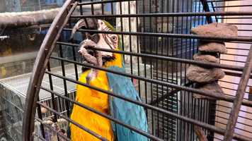 Free download 2a4 Parrot Blue (bird calls) video and edit with RedcoolMedia MovieStudio video editor online and AudioStudio audio editor onlin