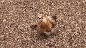 Free download 2c4 Chicken Fancy (no voice) video and edit with RedcoolMedia movie maker MovieStudio video editor online and AudioStudio audio editor onlin