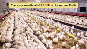 Free download 2c4 Chickens (no voice) video and edit with RedcoolMedia movie maker MovieStudio video editor online and AudioStudio audio editor onlin