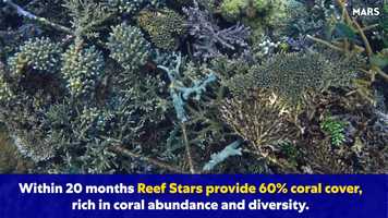 Free download 2 min Our Story Film - Mars Coral Reef Restoration video and edit with RedcoolMedia movie maker MovieStudio video editor online and AudioStudio audio editor onlin