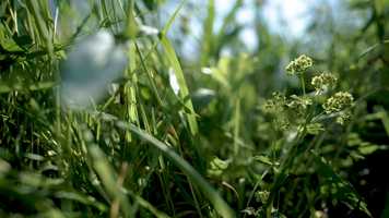 Free download 2-Wild Flowers Main Film video and edit with RedcoolMedia movie maker MovieStudio video editor online and AudioStudio audio editor onlin