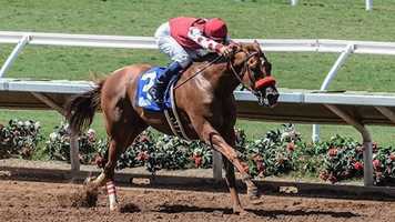 Free download 32 SPORTS NEWS STORY Racehorse Rescue - Win Place Home video and edit with RedcoolMedia movie maker MovieStudio video editor online and AudioStudio audio editor onlin