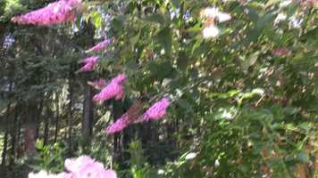 Free download 3510 254th Ave SE Sammamish video and edit with RedcoolMedia movie maker MovieStudio video editor online and AudioStudio audio editor onlin