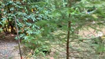 Free download 3535 278th Pl NE, Redmond  WA video and edit with RedcoolMedia movie maker MovieStudio video editor online and AudioStudio audio editor onlin