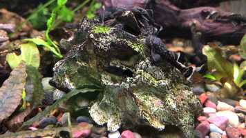 Free download 3a4 Plecostomus (no voice) video and edit with RedcoolMedia movie maker MovieStudio video editor online and AudioStudio audio editor onlin