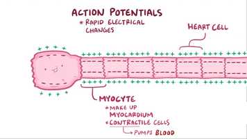 Free download 3 Action potentials in myocytes video and edit with RedcoolMedia movie maker MovieStudio video editor online and AudioStudio audio editor onlin