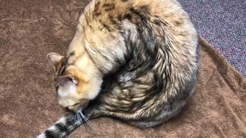 Free download 3b5 Vladi Cleaning (no voice, Uschi meowing video and edit with RedcoolMedia movie maker MovieStudio video editor online and AudioStudio audio editor onlin