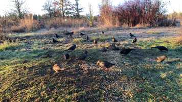 Free download 3c3 Red-Wing Blackbirds  Starlings (no voice, bird sounds) video and edit with RedcoolMedia movie maker MovieStudio video editor online and AudioStudio audio editor onlin