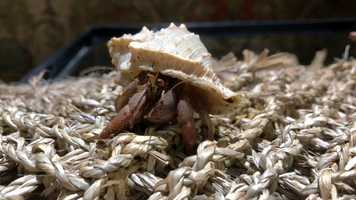 Free download 3c4 Hermit Crab (no sound) video and edit with RedcoolMedia movie maker MovieStudio video editor online and AudioStudio audio editor onlin