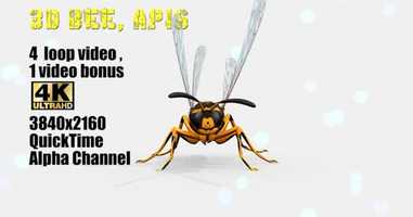 Free download 3d Bee Apis | Motion Graphics - Envato elements video and edit with RedcoolMedia movie maker MovieStudio video editor online and AudioStudio audio editor onlin