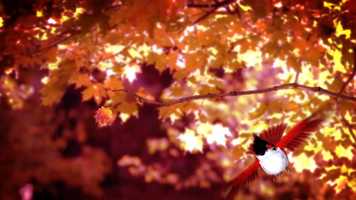 Free download 3D Character Animation_Bird_Push_Sneak video and edit with RedcoolMedia movie maker MovieStudio video editor online and AudioStudio audio editor onlin