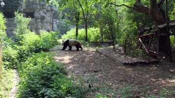 Free download 3 Fun Facts About Pandas video and edit with RedcoolMedia movie maker MovieStudio video editor online and AudioStudio audio editor onlin