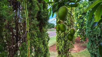 Free download 4736 Kalai Onamunu St video and edit with RedcoolMedia movie maker MovieStudio video editor online and AudioStudio audio editor onlin