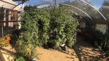 Free download 4a1 Butterfly enclosure (no voice) video and edit with RedcoolMedia movie maker MovieStudio video editor online and AudioStudio audio editor onlin