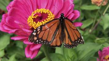 Free download 4a2 9b2 Monarch on Zinnia (no voice) video and edit with RedcoolMedia MovieStudio video editor online and AudioStudio audio editor onlin